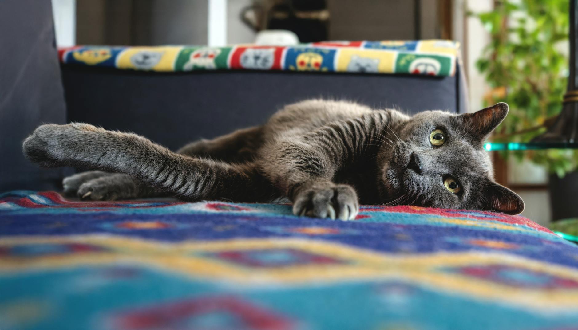 PETLIBRO Automatic Cat Feeder with Camera Review 2026: Feed and Monitor Your Pet Remotely with HD Video and Scheduled Automatic Meals