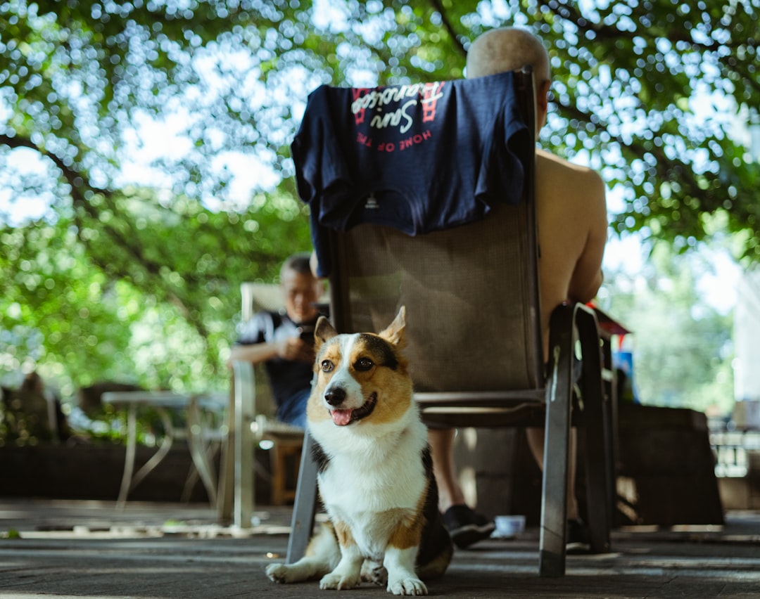 Best Dog Harness for Travel & Outdoor Adventures: Ruffwear Front Range Review