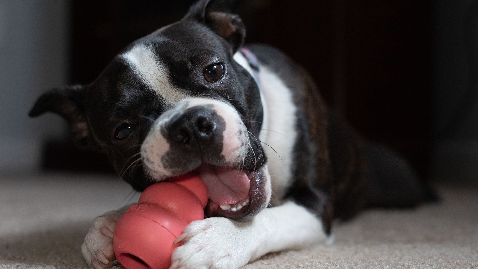 Why Your Dog Is Bored and the $17 Interactive Toy That Actually Works